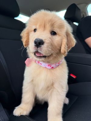 Image post by @pearl.the.golden.girl on Instagram