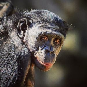 Image post by @sandiegozoo on Instagram
