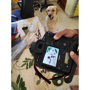 Image post by @leafyaffair on Instagram