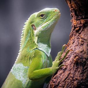 Image post by @sandiegozoo on Instagram