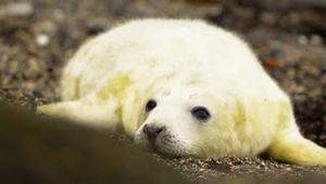 Video post by @bbcearth on YouTube