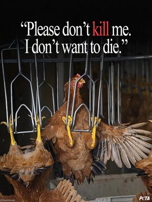Image post by @peta on Instagram