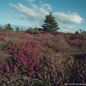 Image post by @rspb on Instagram