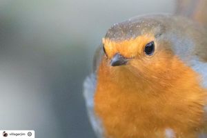Image post by @rspb on Instagram