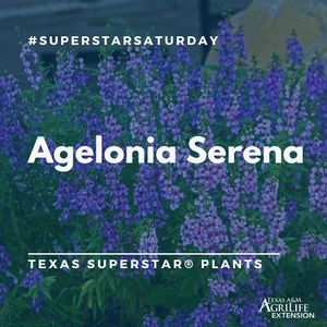 Image post by @txextension on Instagram