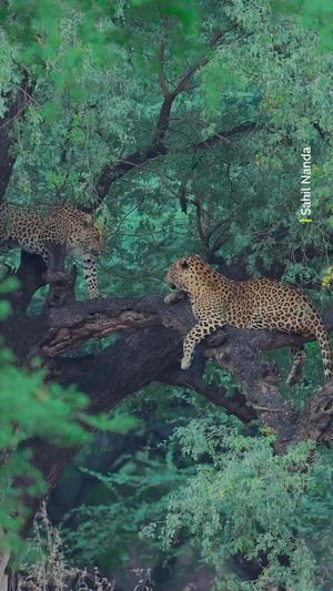 Video post by @bbcearth on Instagram