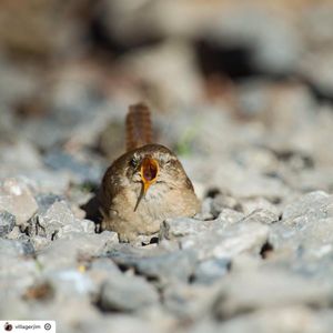 Image post by @rspb on Instagram