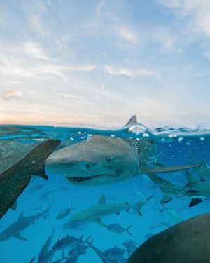 Image post by @sealegacy on Instagram