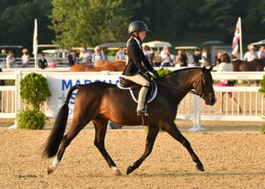 Image post by @kyhorseshows on Instagram