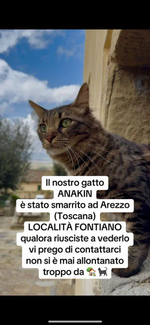Image post by @giu.calvani on TikTok