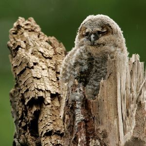 Image post by @rspb on Instagram