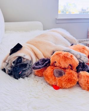 Image post by @originalsnugglepuppy on Instagram