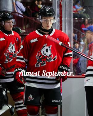 Image post by @ohlicedogs on Instagram