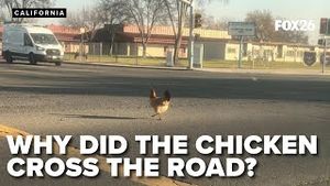 Video post by @kmphfox26 on YouTube