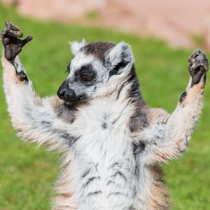 Image post by @animalplanet on Instagram