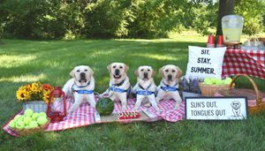 Image post by @canineorg on Instagram