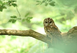 Image post by @rspb on Instagram