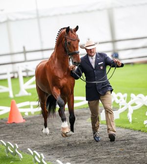 Image post by @usequestrian on Instagram
