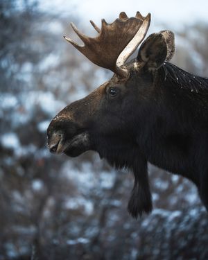 Image post by @traboldphotography on Instagram