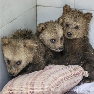 Image post by @animalplanet on Instagram