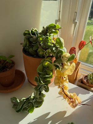 Image post by @reenasplants on Instagram