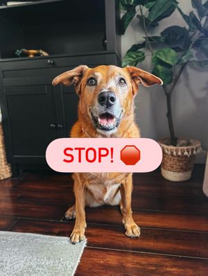 Image post by @petsmart on Instagram