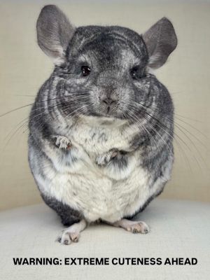 Image post by @phillychinchilly on Instagram