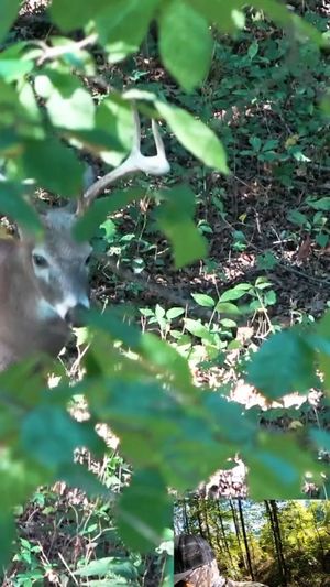 Video post by @thehuntingchallenge on Instagram