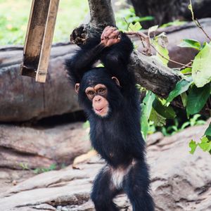 Image post by @animalplanet on Instagram