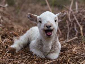 Image post by @animalplanet on Instagram