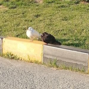 Image post by @volkanbiber on Instagram