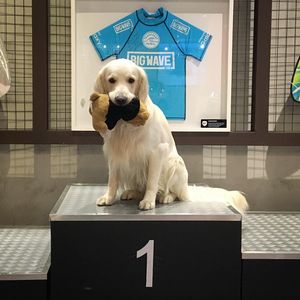 Image post by @mikethewhitegolden on Instagram