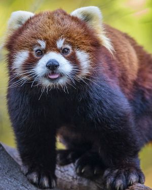 Image post by @sandiegozoo on Instagram