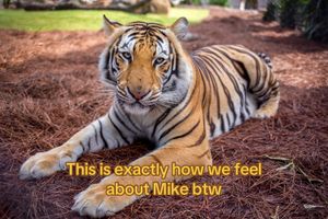 Video post by @lsu on TikTok