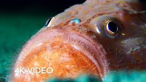 Video post by @bbcearth on YouTube