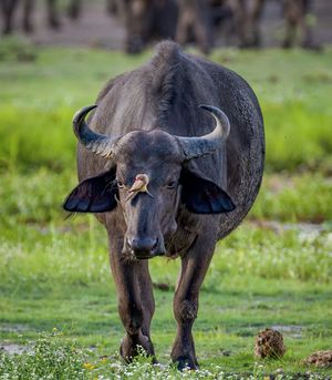 Image post by @discovery on Instagram