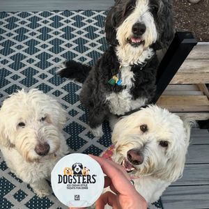 Image post by @dogstersicecream on Instagram