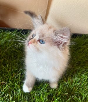 Image post by @brunrik.and.pyrene.ragdolls on Instagram