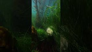 Video post by @gopro on YouTube