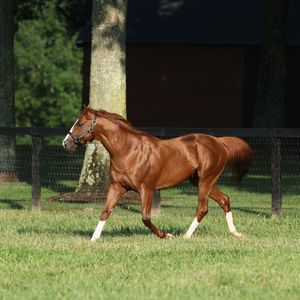Image post by @juddmonte on Instagram