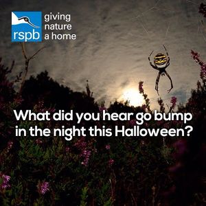 Image post by @rspb on Instagram