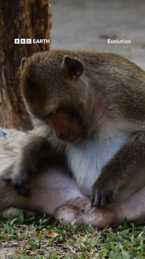 Video post by @bbcearth on TikTok