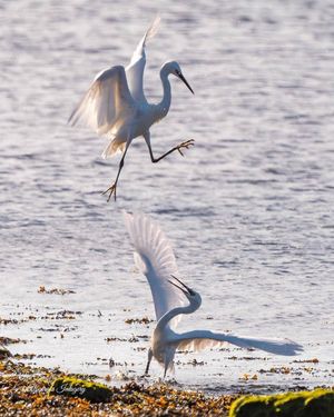 Image post by @rspb on Instagram
