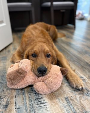 Image post by @originalsnugglepuppy on Instagram
