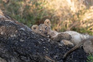 Image post by @guybrunskillphoto on Instagram