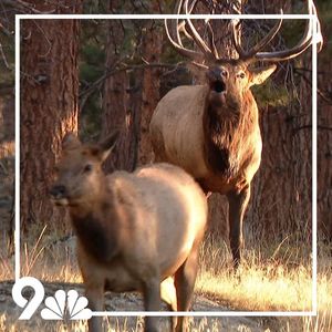 Image post by @9newsdenver on Instagram