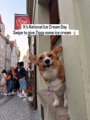 Image post by @ziggythecorg on Facebook