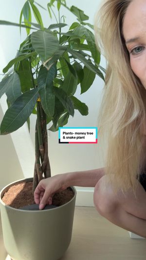 Video post by @genevievemorton on TikTok