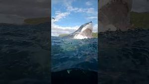 Video post by @dji on YouTube