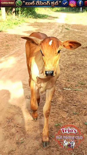 Video post by @bullracingclub_3662 on Instagram